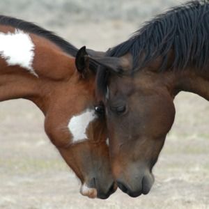 Meet your Posher, Tawnya